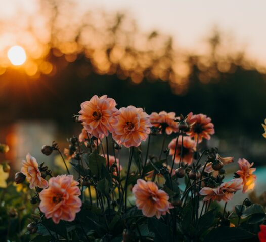 Rosafärgade blommor i förgrunden med en solnedgång i bakgrunden.
